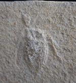 Scarabaeides deperditus GERMAR 1839 - Bild &copy; FossNet FossilienStore